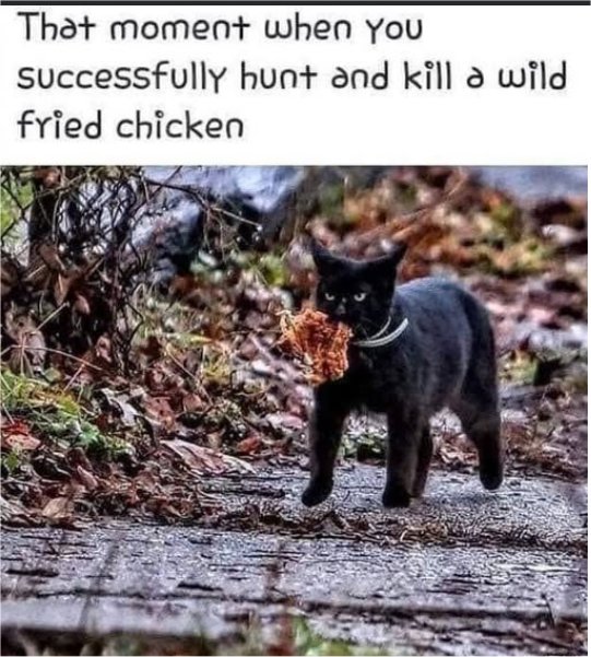 caturday hunting majorgeeks.jpg